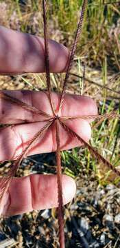 Image of Australian fingergrass