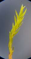 صورة Pseudocrossidium hornschuchianum Zander 1979