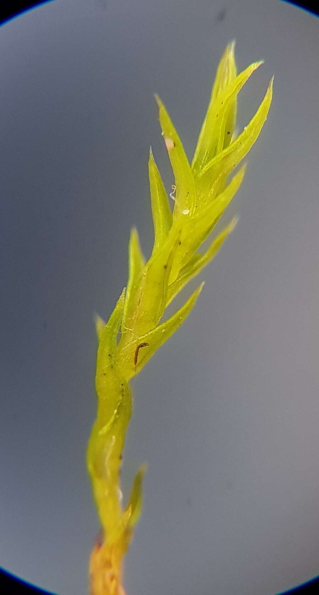 Image of Pseudocrossidium hornschuchianum Zander 1979