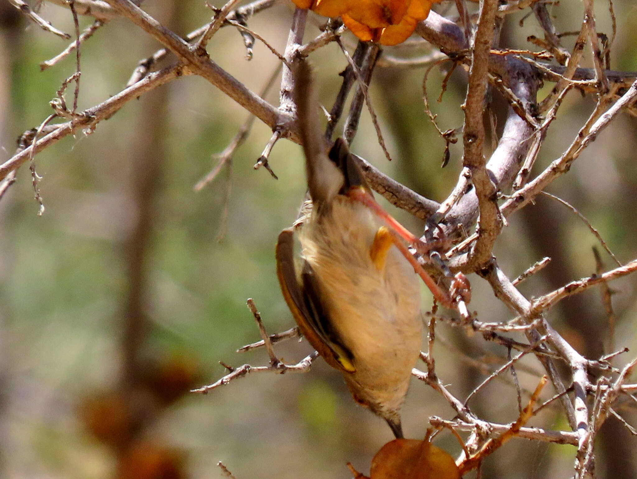 <i>Camaroptera brachyura sharpei</i>的圖片