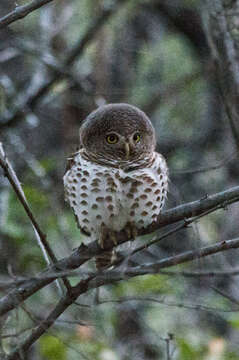 Image of Glaucidium capense ngamiense (Roberts 1932)