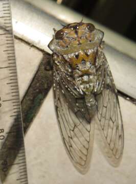 Image of Oxypleura lenihani Boulard 1985