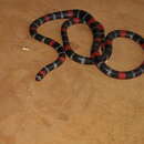Image of Slender Coral Snake