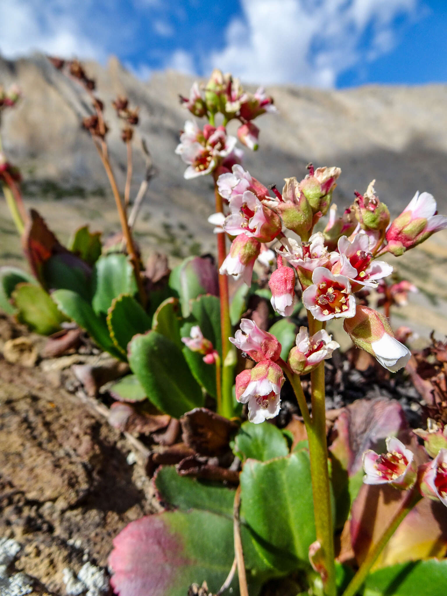 Image of Himalayan Bergenia