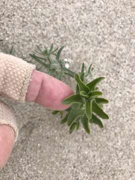 Sivun Encelia frutescens var. frutescens kuva