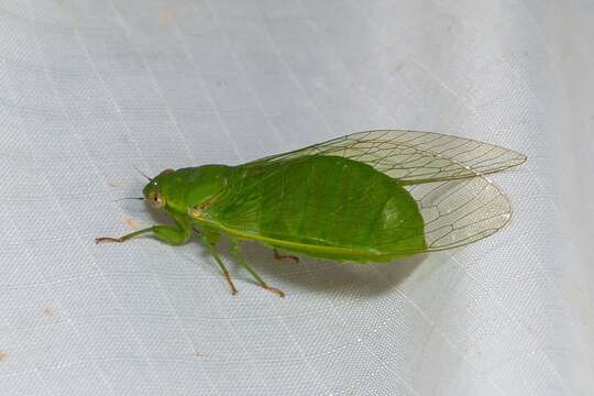 Sivun Chlorocysta vitripennis (Westwood 1851) kuva