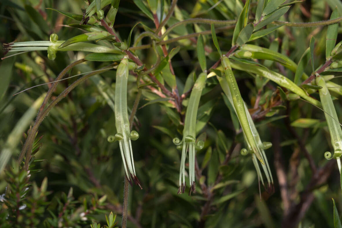 Image of Styphelia viridis Andr.