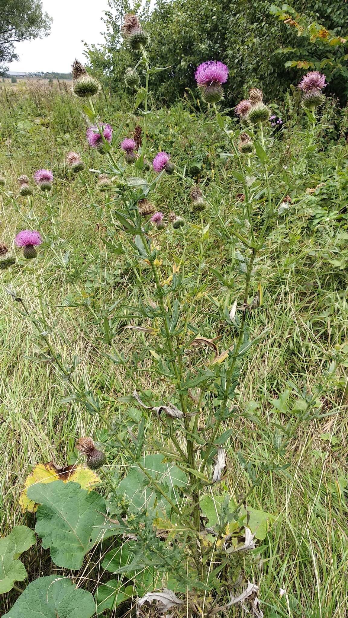 Image de Cirsium serrulatum (M. Bieb.) Fischer