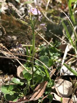 Imagem de Cardamine purpurea Cham. & Schltdl.