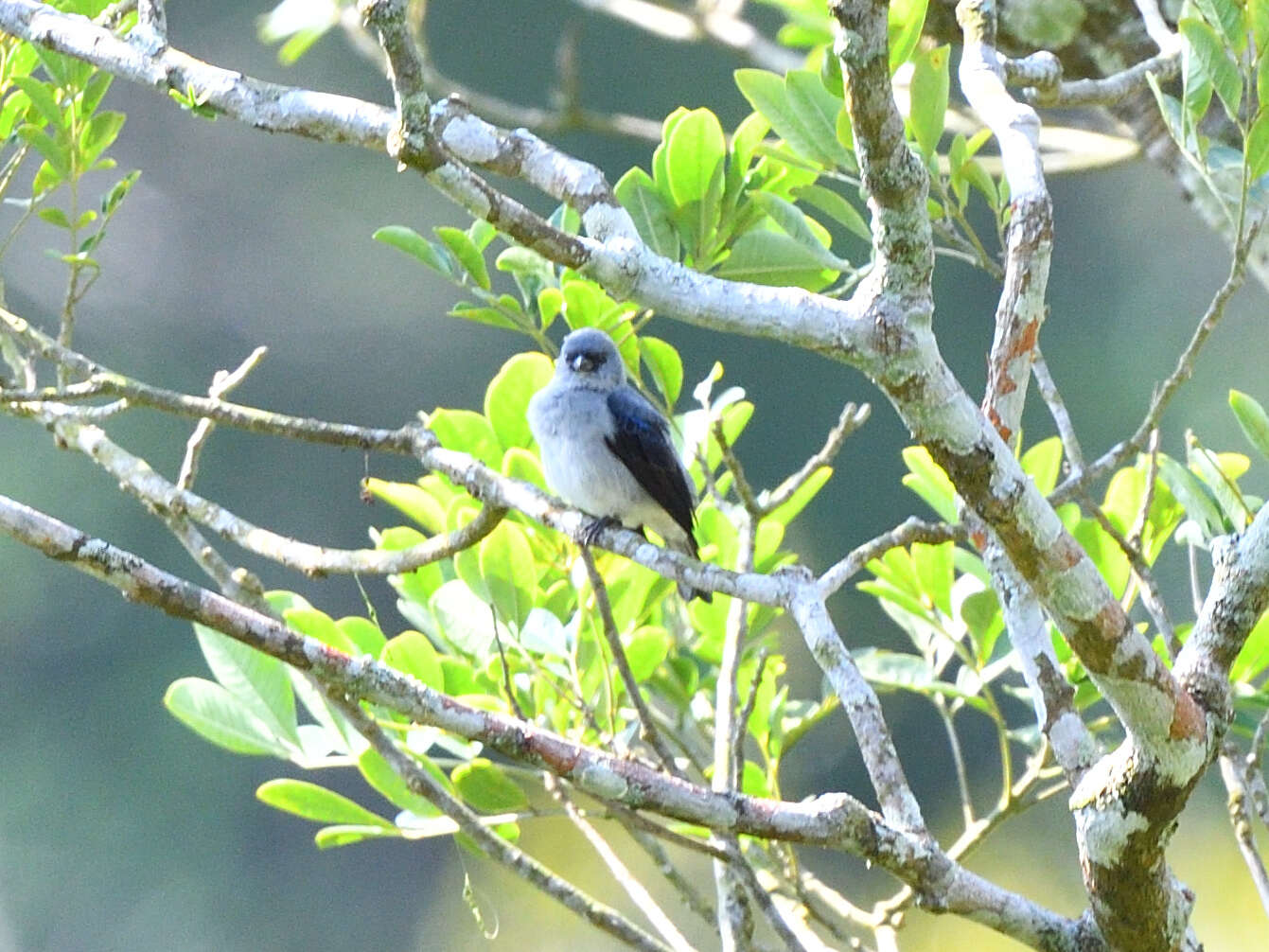 Image of Plain-colored Tanager