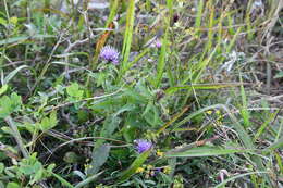 Слика од Cirsium vlassovianum Fisch. ex DC.