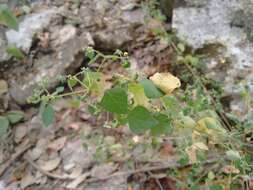 Image of Euphorbia ocymoidea L.