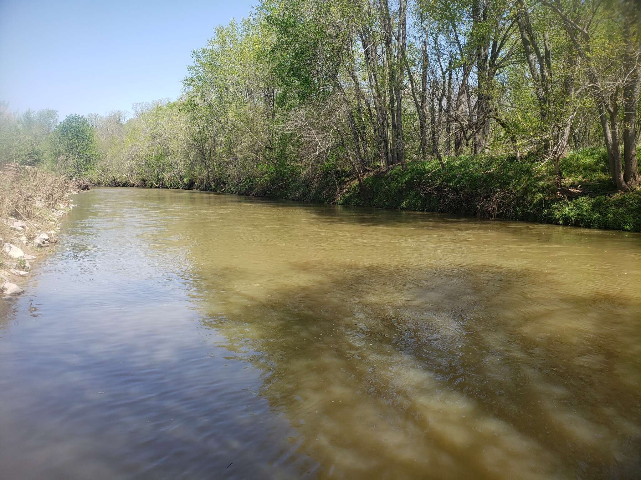 Image of Bullhead Minnow