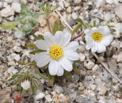 Image of Mojave desertstar