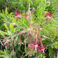 Image of Pelargonium caffrum (Eckl. & Zeyh.) Steud.