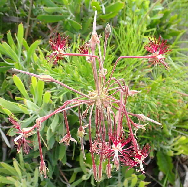 Image of Pelargonium caffrum (Eckl. & Zeyh.) Steud.