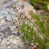 Image of Pelargonium triste (L.) L'Her.