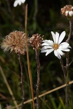 Image of Celmisia pugioniformis M. Gray & D. R. Given