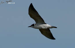 Image of White-winged Black Tern