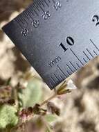 Image of hoary phacelia