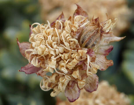 Plancia ëd Podistera nevadensis (A. Gray) S. Wats.