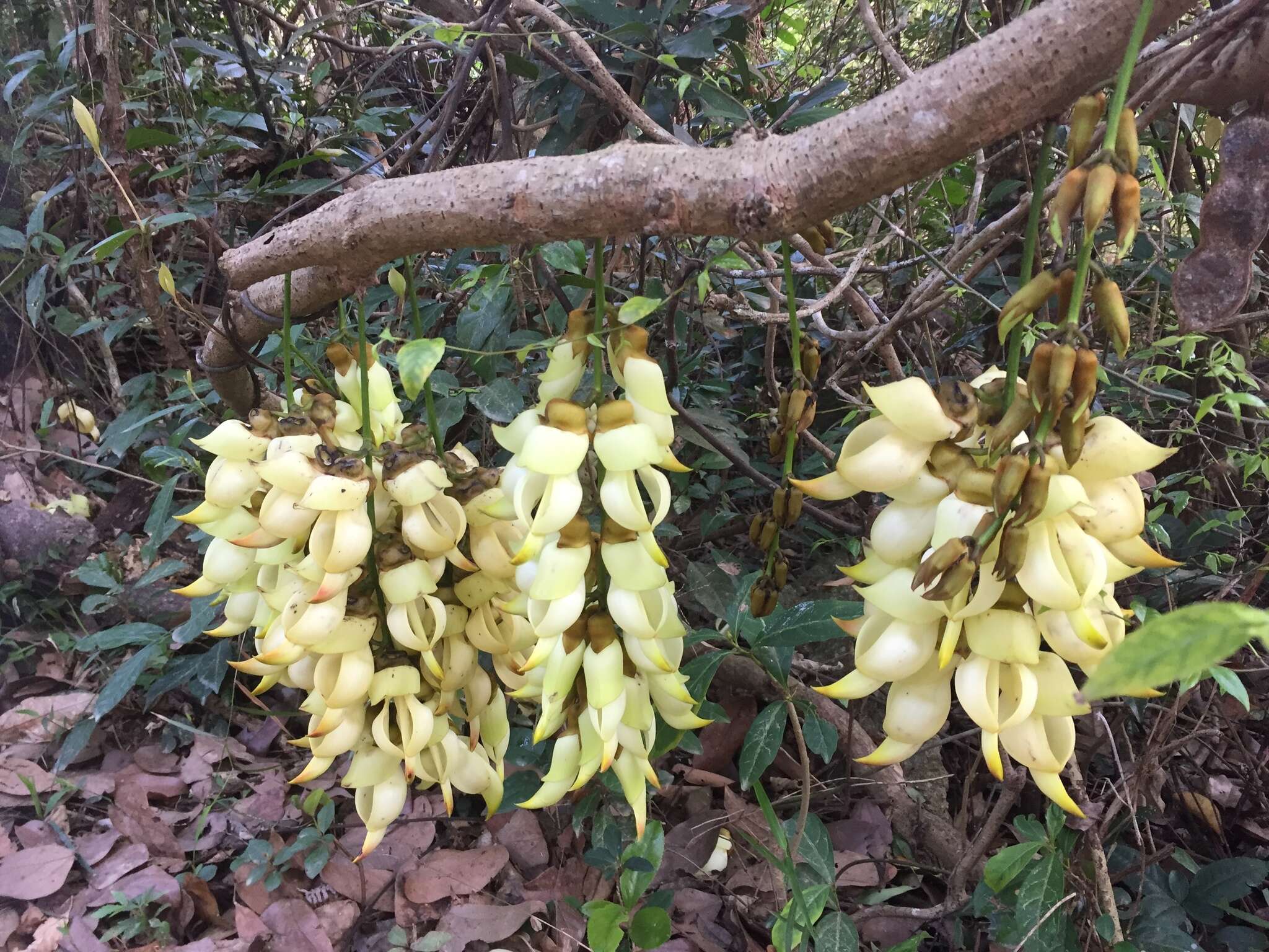 Слика од Mucuna birdwoodiana Tutcher