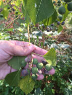 Image of Chinese tallow