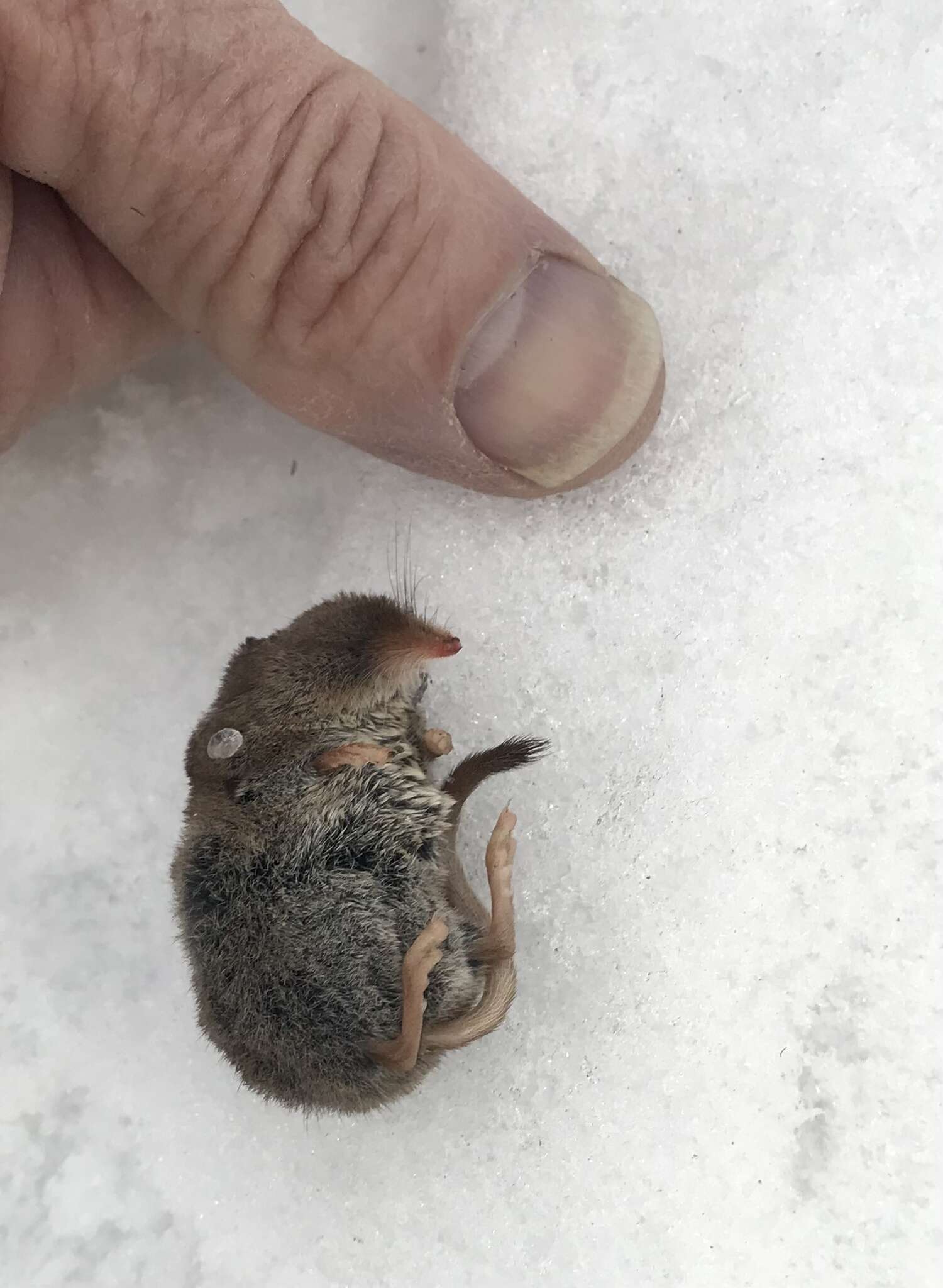 Image of American Pygmy Shrew