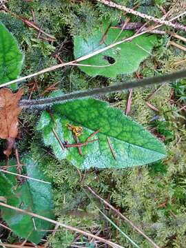 Image of few-leaved hawkweed