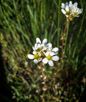 Слика од Saxifraga bulbifera L.