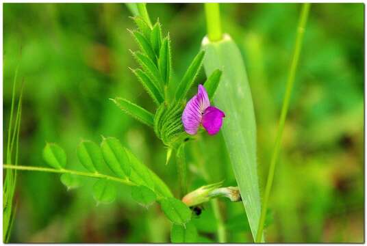 Image of Vicia sativa subsp. cordata (Hoppe) Asch. & Graebn.