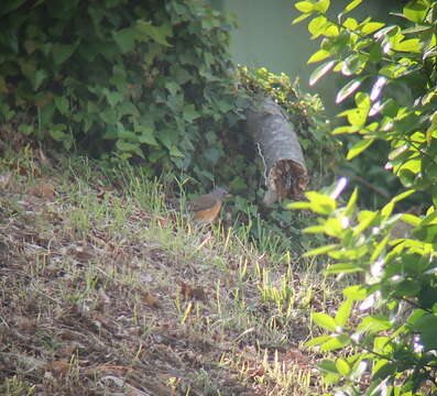 Слика од Turdus obscurus Gmelin & JF 1789