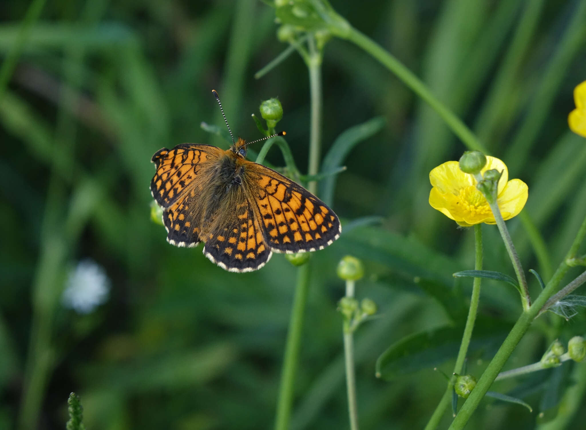 Image of Melitaea arcesia Bremer 1861