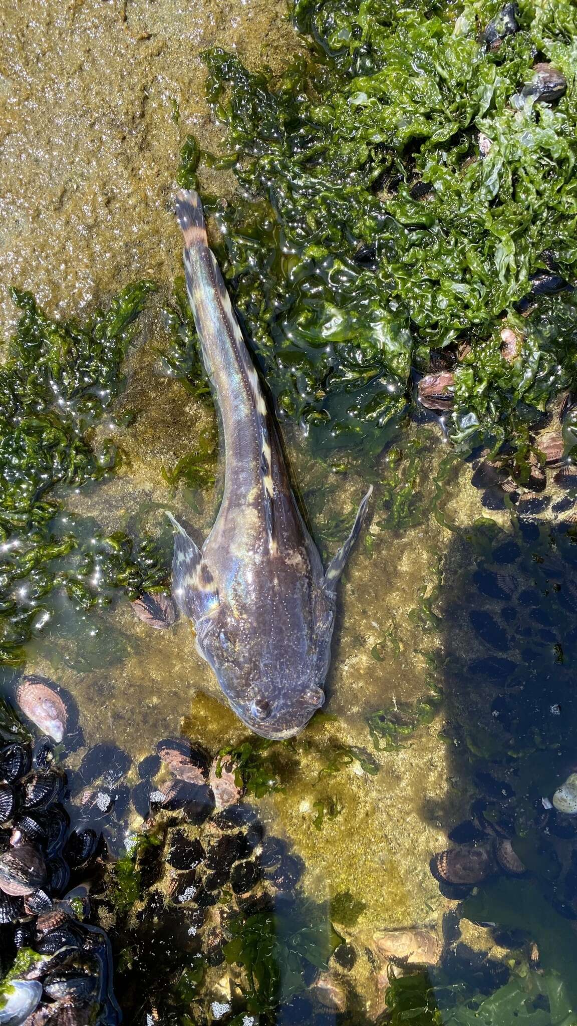 Image of Monkfish