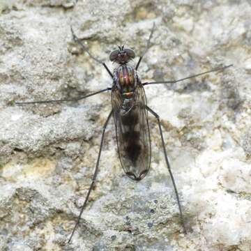 Image of Liancalus hydrophilus Aldrich 1893