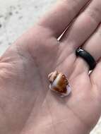 Image of blood-stained dovesnail