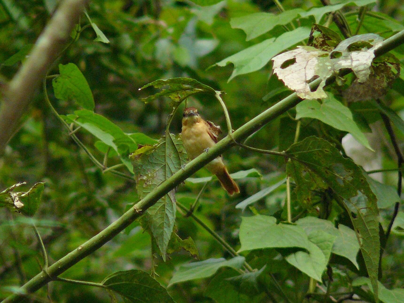 Plancia ëd Pachyramphus cinnamomeus Lawrence 1861