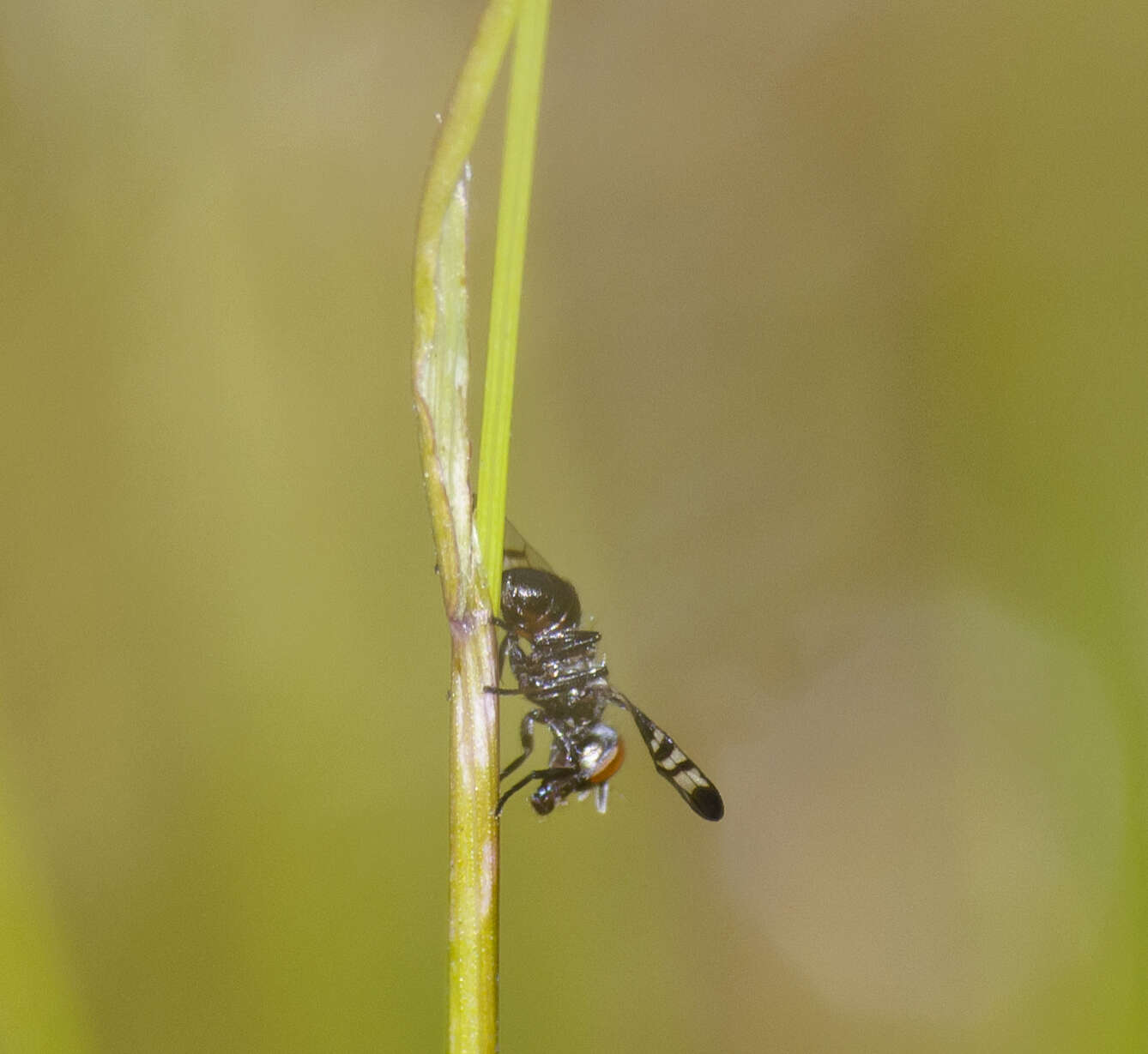 Image of Rivellia syngenesiae (Fabricius 1781)