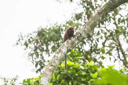 Image of Red Titi Monkey