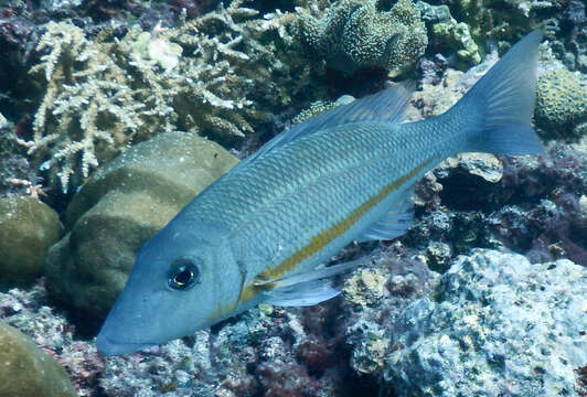 Image of Orange-striped emperor