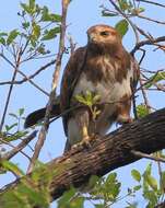 Image of Madagascan Buzzard