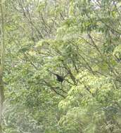 Image of Green Peafowl