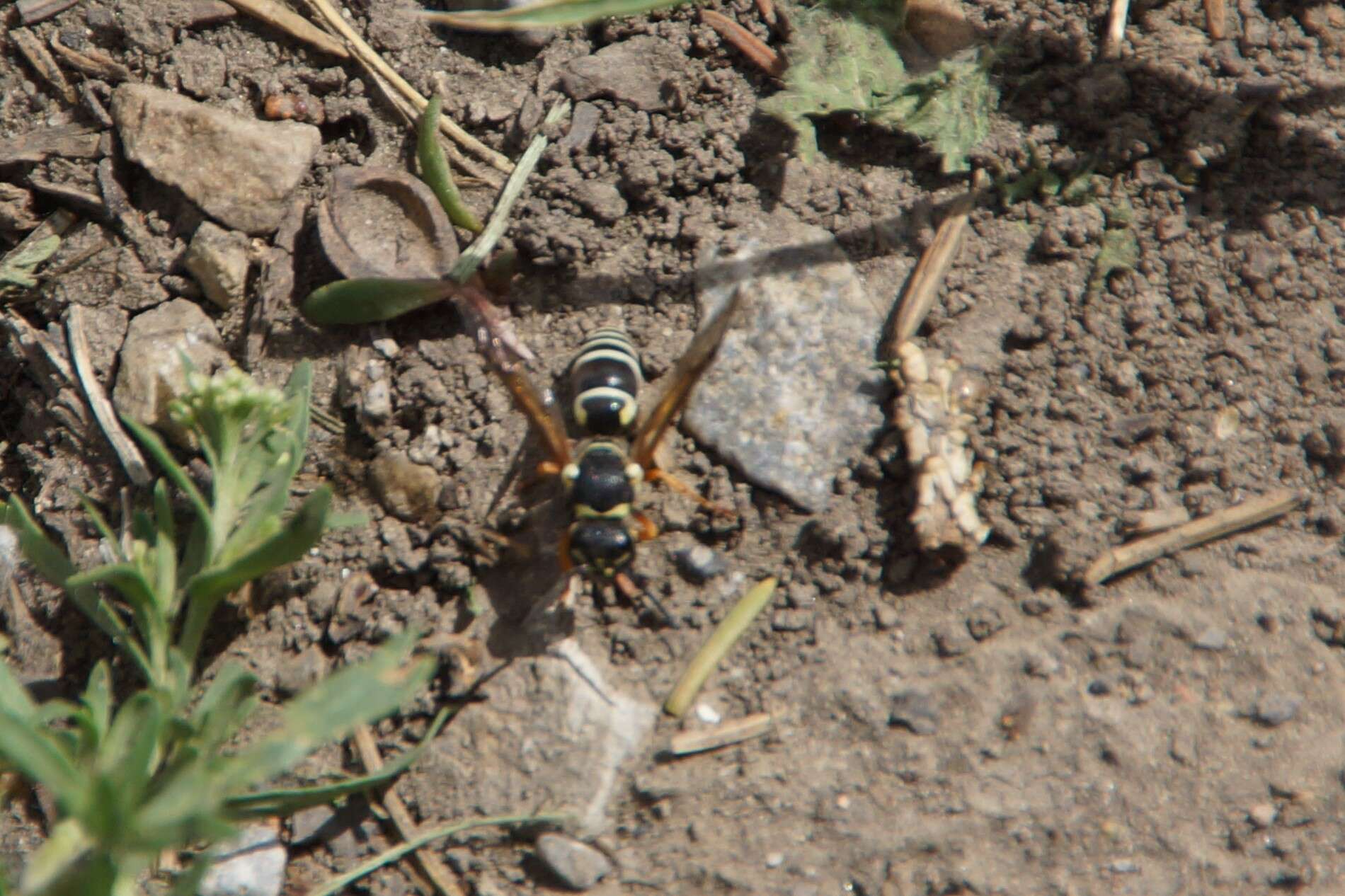 Image of Pseudepipona aldrichi (Fox 1892) Fateryga 2022