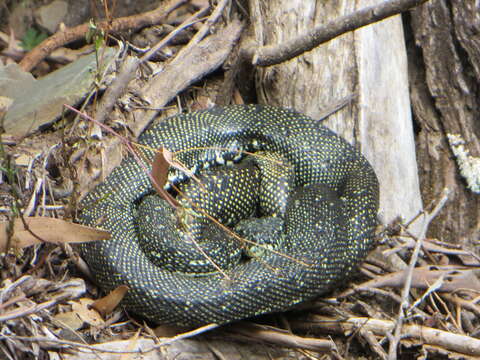 Morelia spilota spilota (Lacépède 1804) resmi