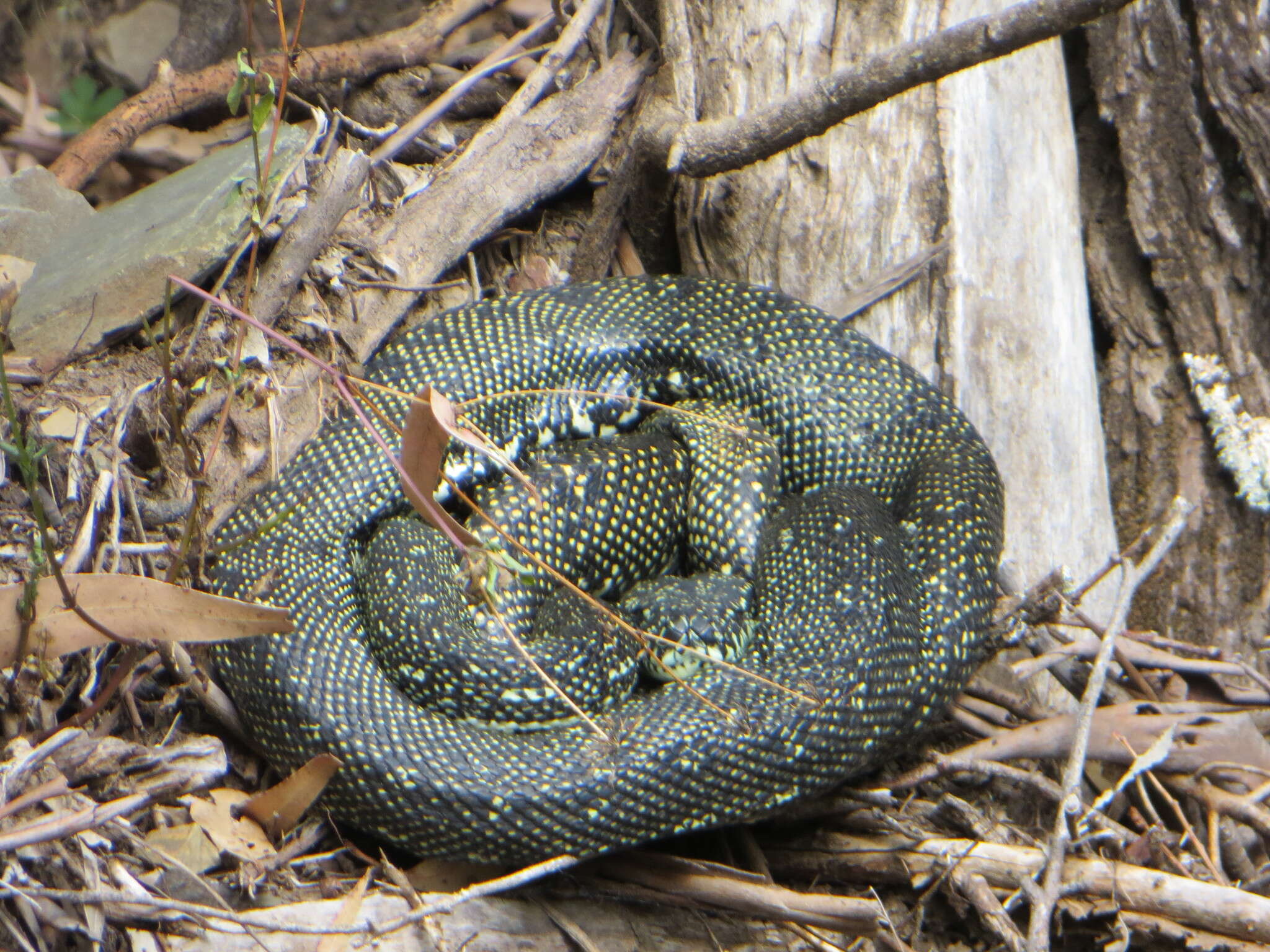 Image of Morelia spilota spilota (Lacépède 1804)