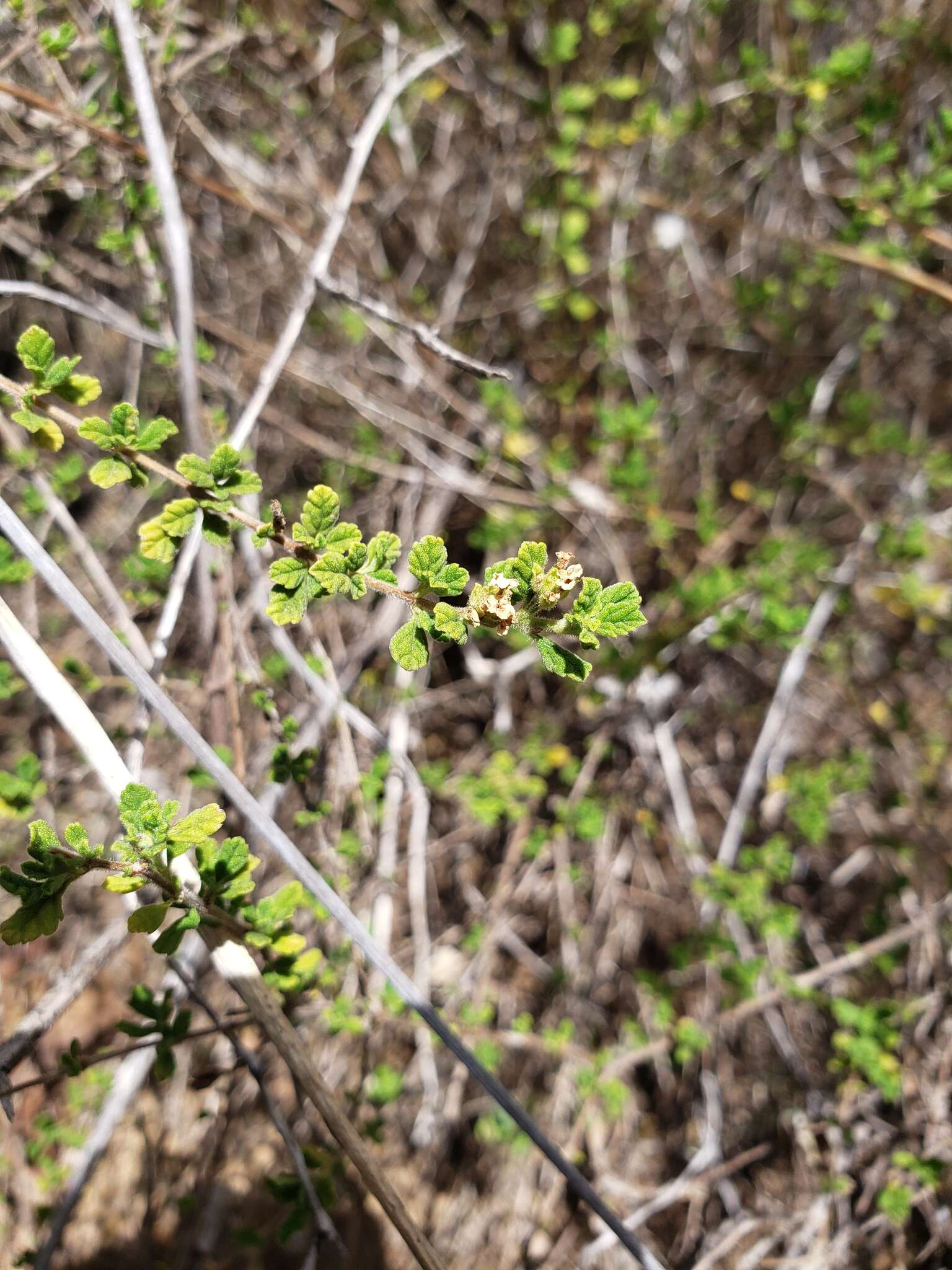 Image of Spanish thyme