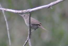 Слика од Troglodytes aedon parkmanii Audubon 1839