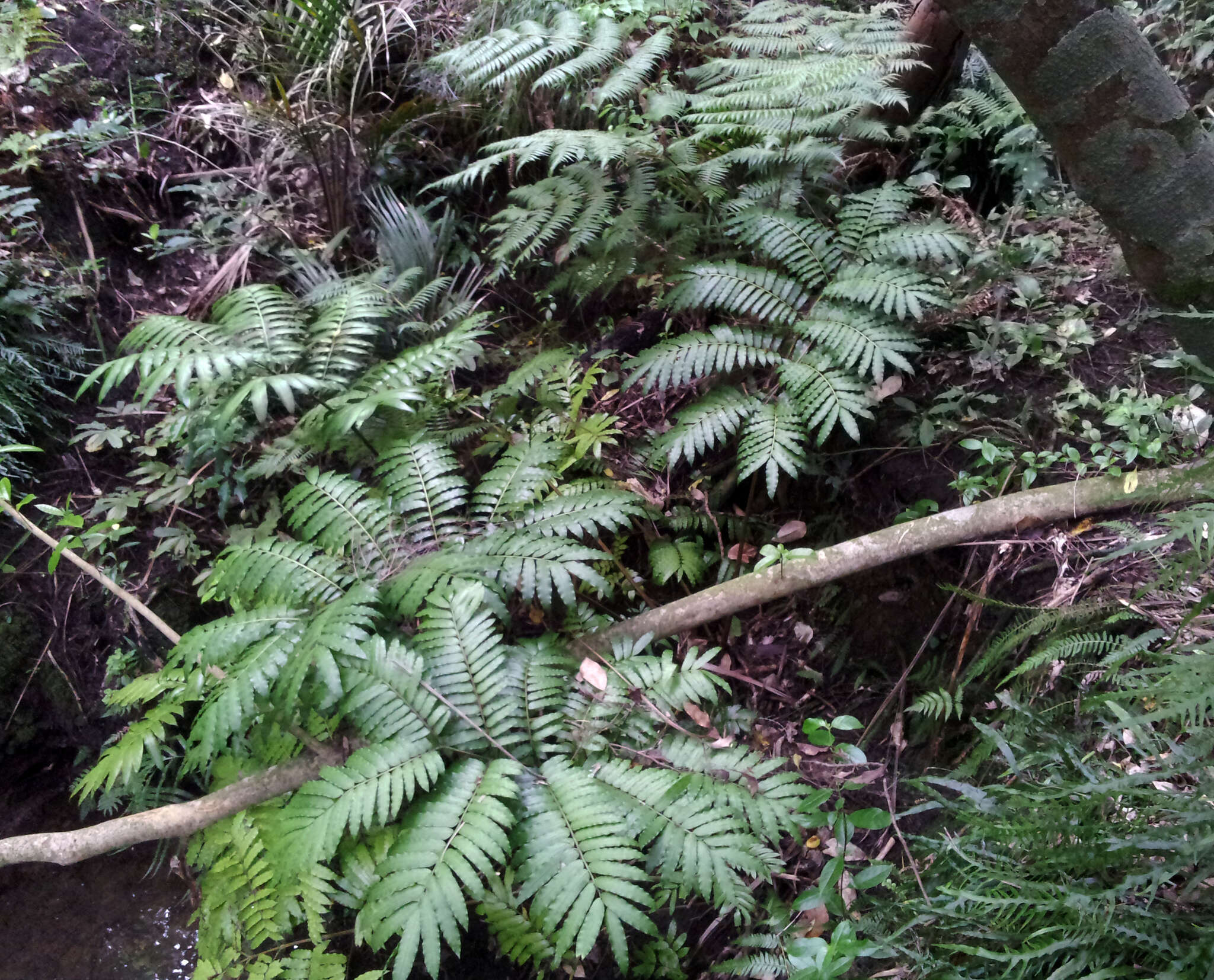 Image of Ptisana salicina (Sm.) Murdock