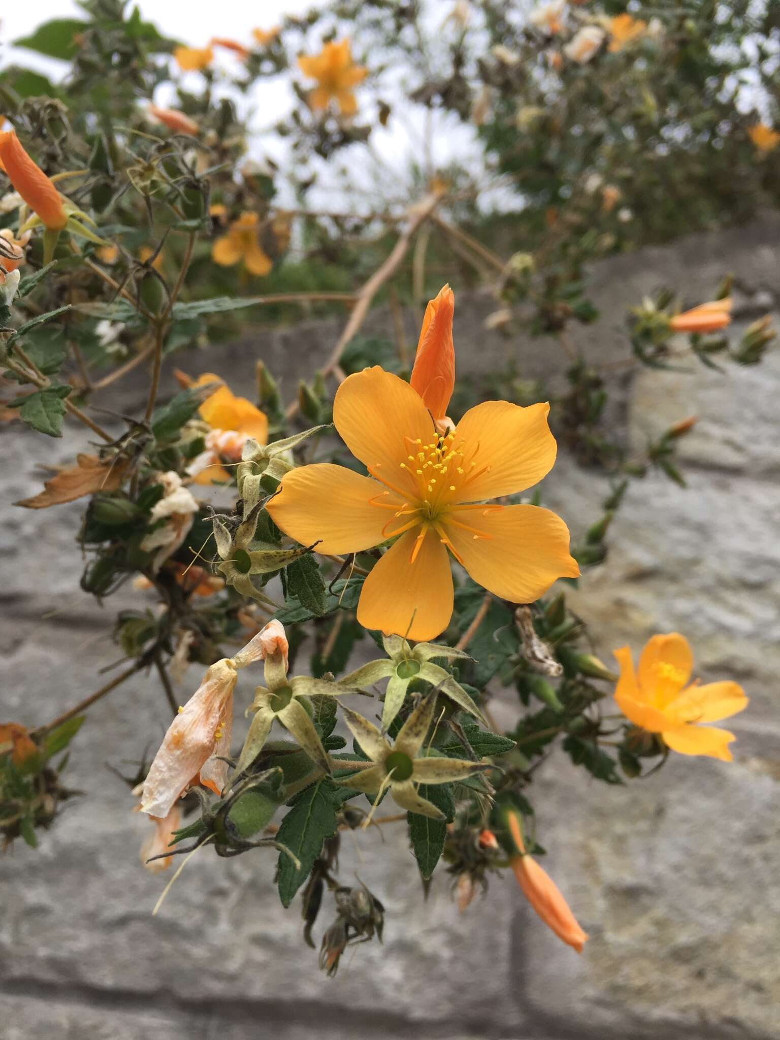 Imagem de Mentzelia scabra subsp. chilensis (Gay) Weigend