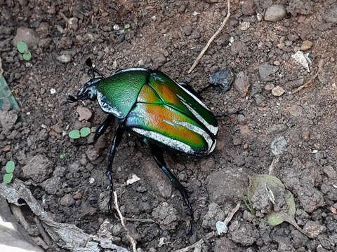 Image of Coryphocerina